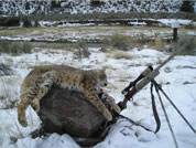 dead bobcat