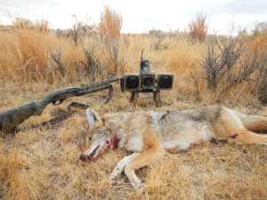 Nov 2012 Coyotes 008